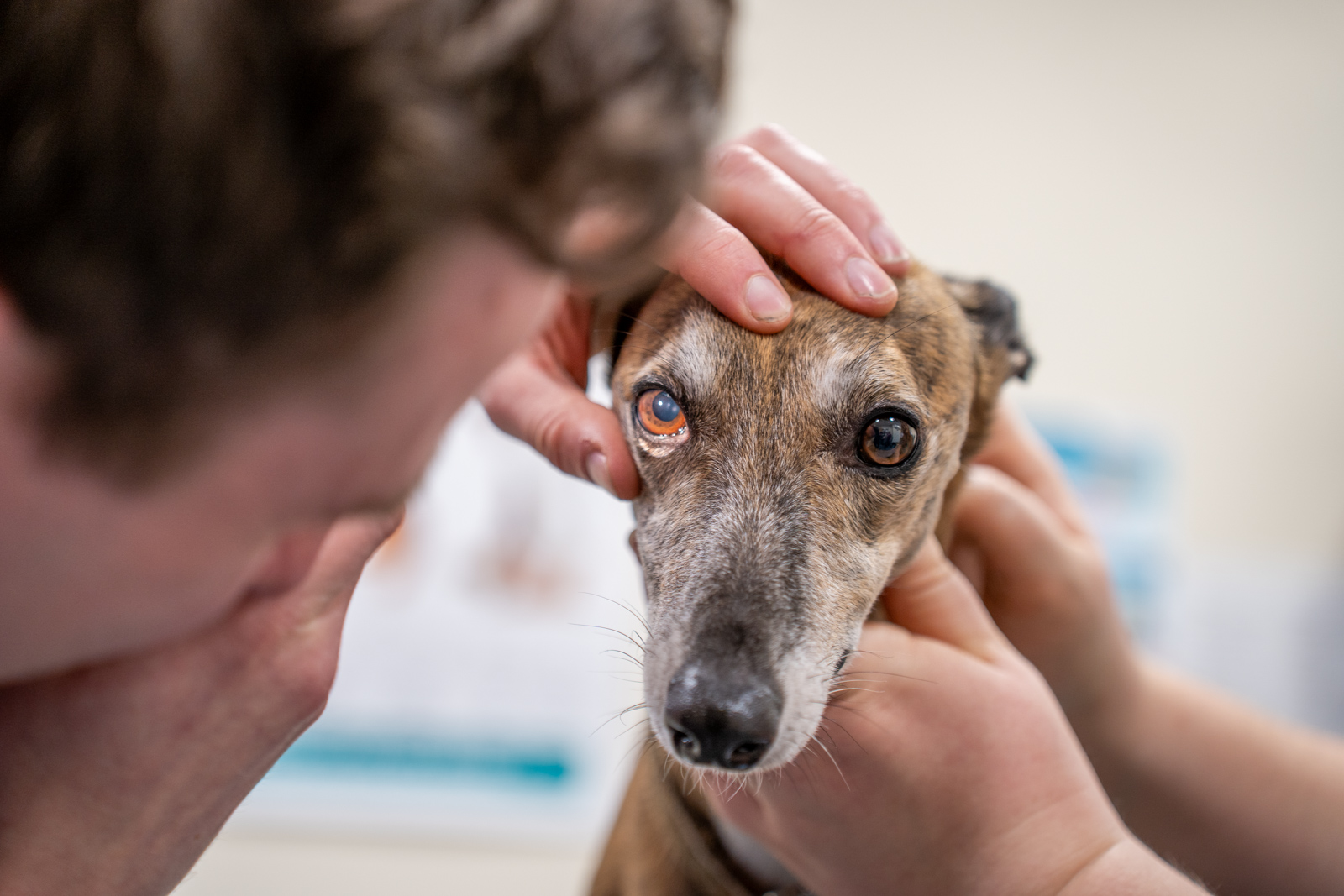 The Willows Veterinary Group - Lymm (Web) 024